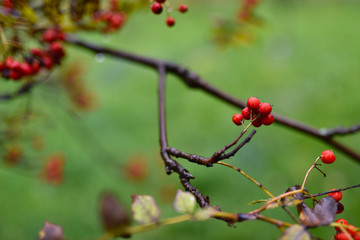 bright red Rowan berries on a branch in the rain