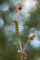 caterpillar on a branch