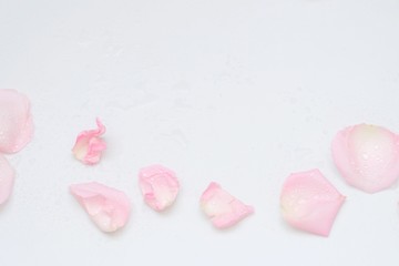 A group of sweet pink rose corollas on white background with softly style 