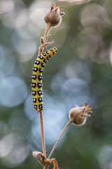 caterpillar on leaf