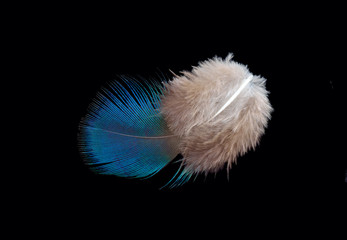 Colored bird feather isolated on black background