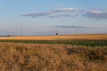 Fototapeta premium rural landscape