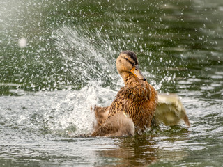 The duck landed in the water.