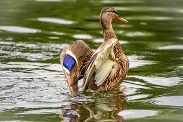 Duck takes off from a pond, wide open wings.