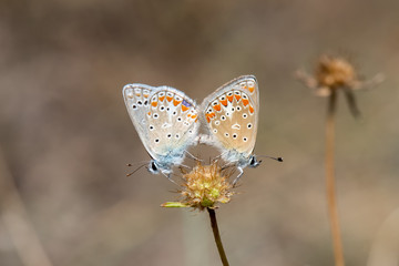 butterfly on flower