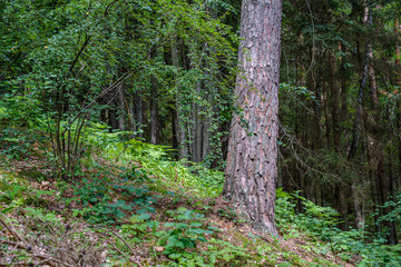 Obraz premium large isolated tree trunks in green forest