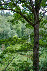 large isolated tree trunks in green forest