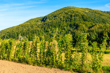 Hop plantation and green hills near Nowy Sacz, Poland