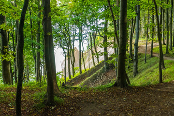 Park Narodowy Jasmund - Rugia