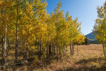 Fototapeta premium Landscape of aspen trees turning yellow on a hillside near Kenosha Pass in Colorado