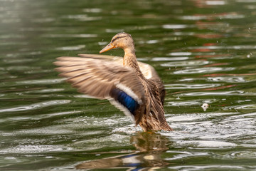 Duck takes off from a pond, wide open wings.
