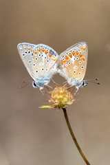butterfly on flower
