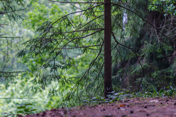 green summer forest foliage with leaves, grass and tree trunks