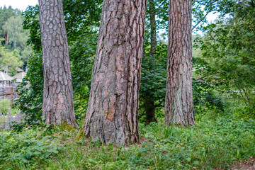 large isolated tree trunks in green forest