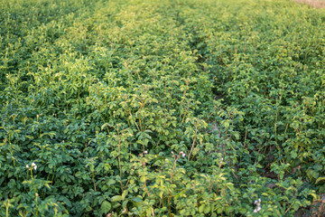Fototapeta na wymiar green potatoe plant