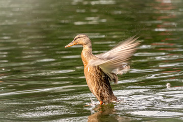 Duck takes off from a pond, wide open wings.