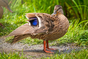 A duck stands on its paws on the shore of a pond.