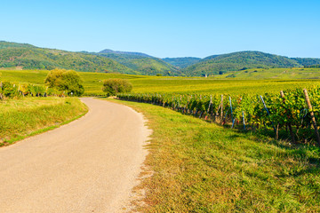 Fototapeta na wymiar Cycling way among vineyards on Alsatian Wine Route near Riquewihr village, France