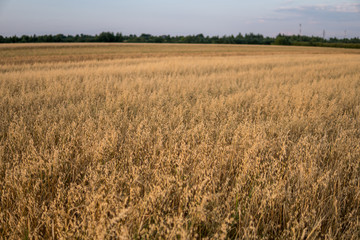 oat growing in the field