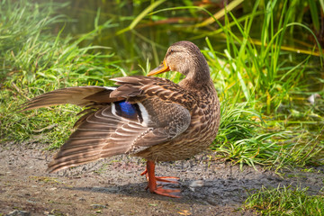 A duck stands on its paws on the shore of a pond.