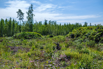 green summer forest foliage with leaves, grass and tree trunks