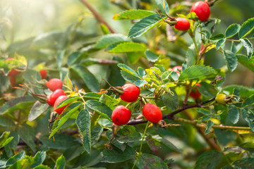 Rose hips in the sunset light.