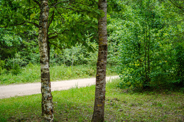 dirty gravel road in green forest with wet trees and sun rays