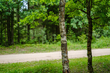 dirty gravel road in green forest with wet trees and sun rays