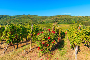 Fototapeta na wymiar Red roses in vineyards on Alsatian Wine Route near Riquewihr village, France