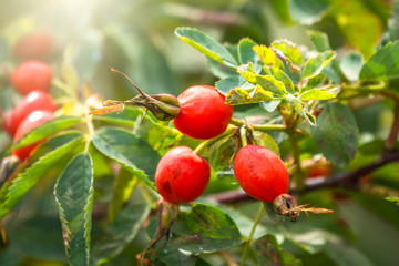 Rose hips in the sunset light.