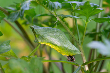 Black Swallowtail chrysalis (Papilio polyxenes) hanging from a parsley stem