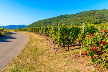Fototapeta na wymiar Cycling way among vineyards on Alsatian Wine Route near Riquewihr village, France