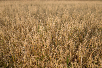 oat growing in the field