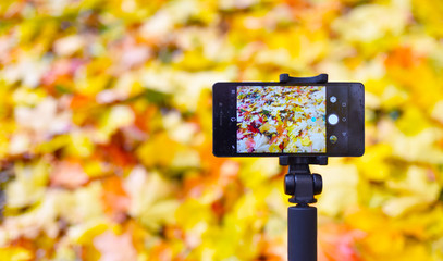 smartphone on a selfie stick on a background of yellow autumn leaves