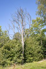large isolated tree trunks in green forest
