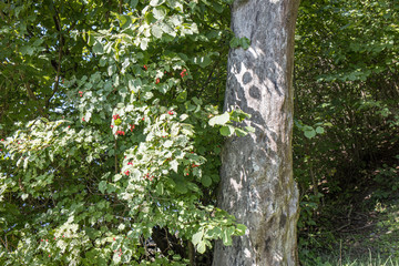 large isolated tree trunks in green forest