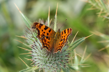 butterfly on flower