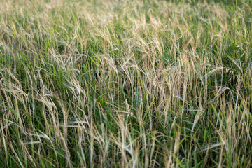 rye growing in the field