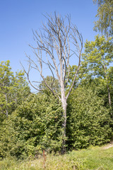 large isolated tree trunks in green forest