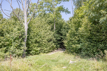 green summer forest foliage with leaves, grass and tree trunks
