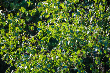 green summer forest foliage with leaves, grass and tree trunks