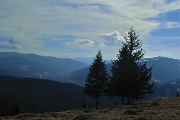 pine trees on the slopes of the mountains