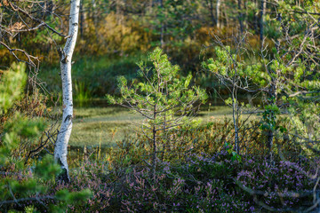 large isolated tree trunks in green forest