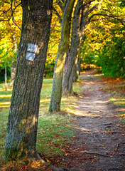 Pathway in the forest in autumn