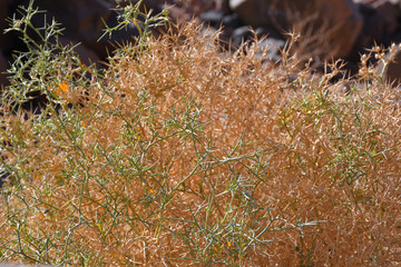 dried bush of camel thorns