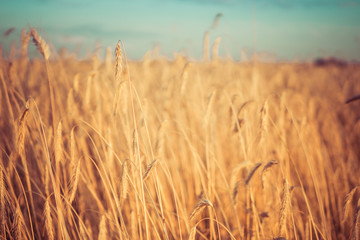 Naklejka premium rye growing in the field