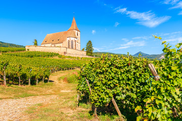 Fototapeta na wymiar View of old church in vineyards of Hunawihr village, Alsace wine region, France
