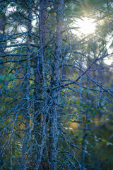 pine tree growe in sunny summer forest with blur background