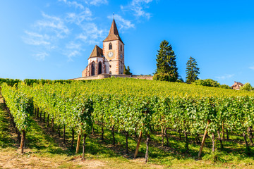 Fototapeta na wymiar View of old church in vineyards of Hunawihr village, Alsace wine region, France