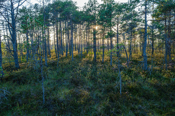 pine tree growe in sunny summer forest with blur background